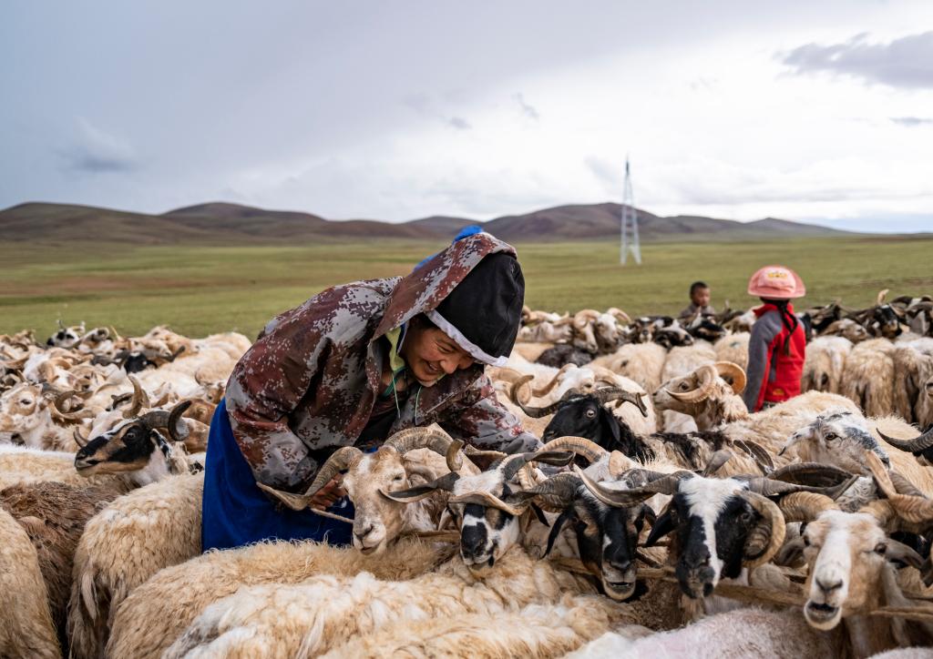 西藏：又到牧忙挤奶季（图）