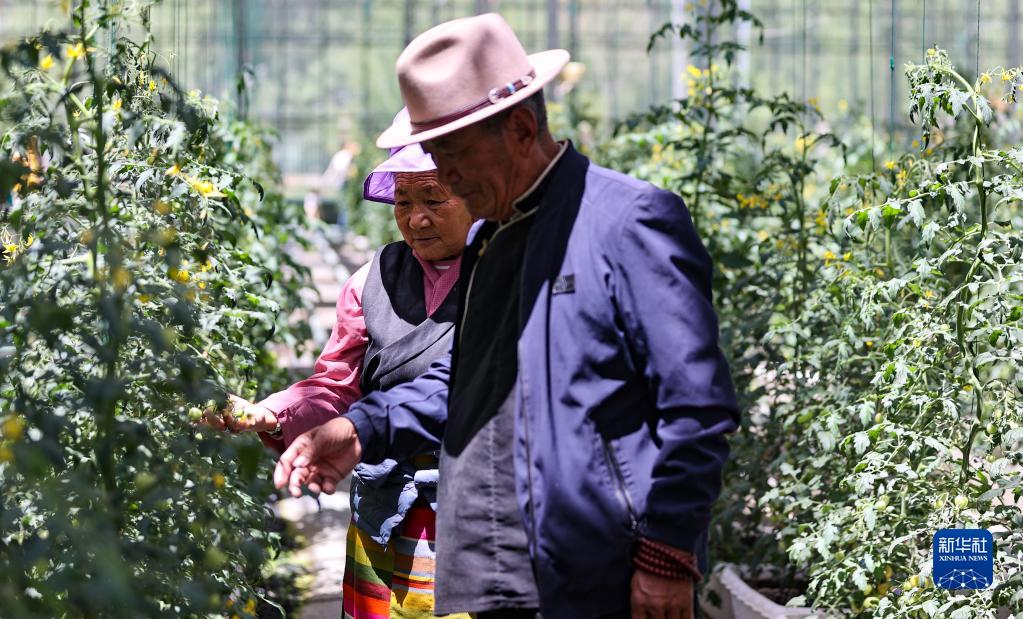 西藏白朗：年楚河畔果蔬香