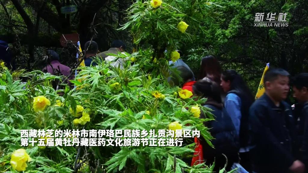 西藏米林：持续发展生态旅游 珍稀牡丹花开引客来