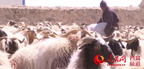 西藏安多县：牧民接羔育幼忙