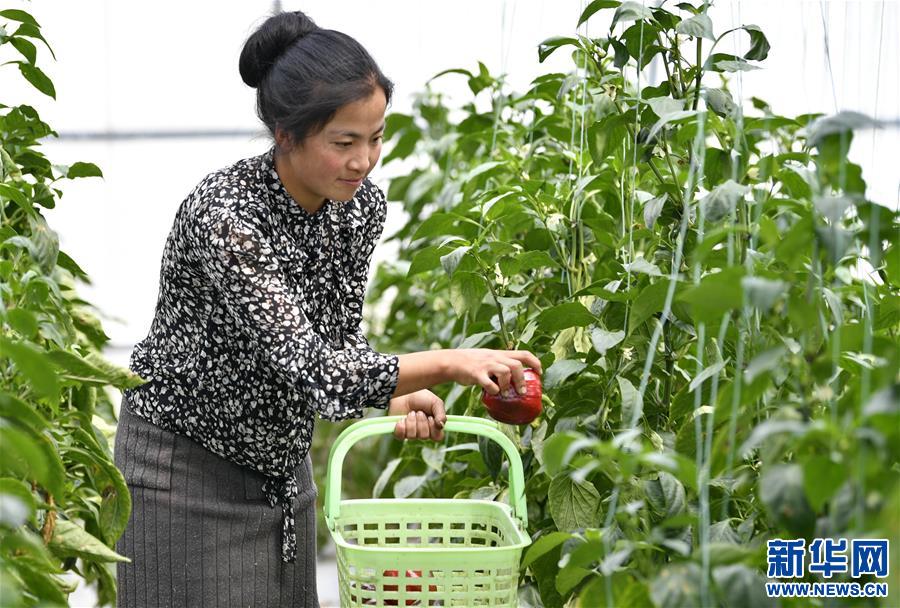 白朗县把贫困户聚在蔬菜产业链上